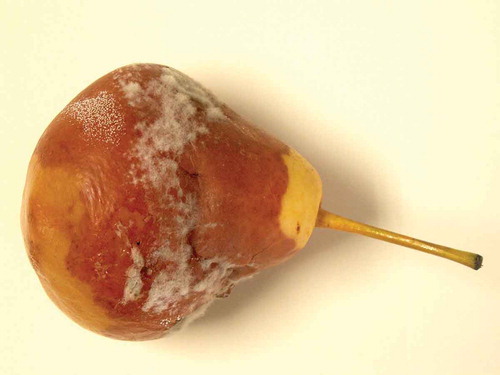 Figure 2. Pear fruit affected by grey mold.