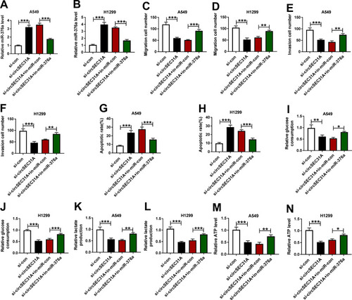 Figure 4 The knockdown of circSEC31A regulated NSCLC cell migration, invasion, apoptosis and glycolysis by up-regulating miR-376a. A549 and H1299 cells were transfected with si-con, si-circSEC31A, si-circSEC31A+in-miR-con or si-circSEC31A+in-miR-376a. (A and B) MiR-376a expression by qRT-PCR in transfected cells. (C–F) Cell migration and invasion using transwell assay. (G and H) Cell apoptosis by flow cytometry. (I–N) The levels of glucose consumption, lactate production and ATP using assay kits. *P < 0.05, **P < 0.01 or ***P < 0.001.