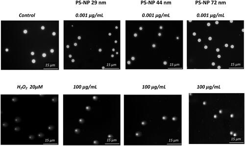 Figure 6. Selected photos showing the level of single and double strand-breaks (DNA in comet tail) in human PBMCs incubated for 24 h with PS-NPs of 29, 44, and 72 nm in diameter at two selected concentrations of 0.001 and 100 µg/mL versus the control. Photos were taken with a Zeiss Axio Scope. A1 fluorescence microscope.
