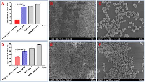 Figure 4 Reduction of formation and clearance of bacterial biofilms after BZK nanoparticles treatment. (A) Inhibition of biofilm formation using a 3.33 μg/mL BZK nanoparticles solution. (B) Biofilm surface structure after treatment with 3.33 μg/mL BZK aqueous solution (× 6k magnification), (C) Biofilm surface structure after treatment with a 3.33 μg/mL BZK nanoparticles solution (× 6k magnification) (D) Biofilm formation after treatment with a 5 mg/mL BZK nanoparticles solution. (E) Biofilm surface structure after treatment with 5 mg/mL of BZK in aqueous solution (× 6k magnification) (F) Biofilm surface structure after treatment with a 5 mg/mL BZK nanoparticles solution (× 6k magnification).
