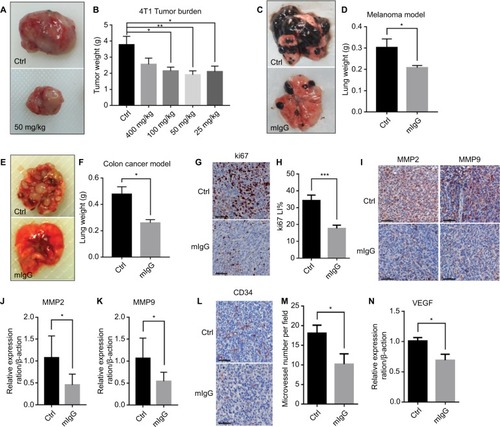 Figure 2 Mouse IgG inhibits tumor progression and metastasis in vivo.Notes: Administration of mouse IgG inhibited tumor growth in 4T1 model (A, B, n=10, *P<0.05, **P<0.01), suppressed tumor invasion in B16F10 lung metastasis model (C, D, n=20, *P<0.05), and CT26 lung metastasis model (E, F, n=20, **P<0.01). Ki-67 immunostaining (G) revealing fewer proliferating tumor cells in mIgG-treated than control 4T1 tumors (bar: 60 µm). Ki67 LI = Ki67+/total cells (H, ***P<0.001). MMP2 and MMP9 immunostaining (I, bar: 60 µm) and the expressions of MMP2 and MMP9 in 4T1 tumor determined by quantitative real-time PCR (J, K, *P<0.05), revealing less metastasis in mIgG-treated than in control 4T1 tumors. CD34 immunostaining (L, bar: 60 µm, M, *P<0.05) and the expression of VEGF in 4T1 tumors determined by quantitative real-time PCR (N, *P<0.05), revealing less angiogenesis in mIgG-treated than in control 4T1 tumors.Abbreviations: Ctrl, control; IgG, immunoglobulin G; mIgG, mouse IgG.