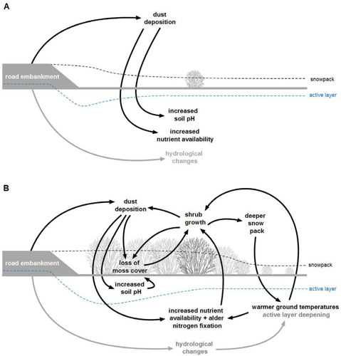 FIGURE 10. Cross section of a gravel highway showing the development of ecological feedbacks in tundra ecosystems (A) immediately following gravel road construction, and (B) after 35 years. Construction of the embankment causes hydrological changes (particularly water pooling adjacent to the road) and traps snow, leading to warmer ground temperatures, thicker active layers, and increasing nutrient availability, promoting shrub growth near the embankment. When tall shrubs become dominant, several feedbacks are strengthened: tall shrubs act as a windbreak to increase dust deposition; soil nutrient availability increases; mosses and acidophilous plants are reduced as soil pH and shading increase; and tall shrub growth is promoted through enhanced nutrient availability and reduced competition. Tall shrubs acting as a windbreak may also increase the depth and lateral extent of snow accumulation, insulating the ground and potentially leading to higher ground temperatures and thicker active layers beyond areas immediately adjacent to the road; this in turn promotes tall shrub growth by increasing nutrient availability, soil moisture, and rooting depth. Black text and arrows are processes observed in our study of the Dempster Highway; gray are hypothesized or known to occur in other studies of gravel roads in Arctic tundra.