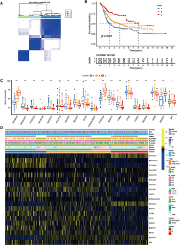 Figure 6 Identification of 3 tumor subtypes by consensus clustering analysis based on prognosis-related sialylation genes. (A) Consensus matrix plots. K = 3 was determined as the optimal clustering number. (B) Kaplan-Meier survival analysis in clusters (A-C). (C) Differential expression of prognosis-related sialylation genes in tumor subtypes. (D) Heatmap of the interaction between prognosis-related sialylation genes and clinicopathological features among distinct tumor subtypes in BLCA. (*p value < 0.05; **p value < 0.01; ***p value < 0.001).