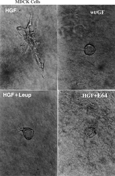 Figure 3 Three-dimensional culture of MDCK cells in the presence of HGF (10 ng/mL) (HGF) or in its absence (wt/GF), or treated with HGF (10 ng/mL) + leupeptin (10 μg/mL) (HGF + Leup) or HGF (10 ng/mL) + E-64 (10 μg/mL) (HGF + E-64). Photograph taken on the third day of culture with the same magnification.