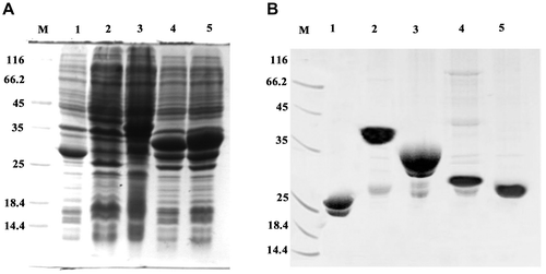 Figure 2. Expression and purification of GST, GST-MTT1, GST-MTT2, GST-TM1, and GST-TM2. (A) SDS-PAGE (12.5%) analysis of recombinant proteins. M: protein molecular weight markers; lane 1: total cell lysate of E. coli/pGEX-4T-1; lane 2: total cell lysate of E. coli/pGEX-MTT1; lane 3: total cell lysate of E. coli /pGEX-MTT2; lane 4: total cell lysate of E. coli/pGEX-TM1; lane 5: total cell lysate of E. coli /pGEX-TM2. (B) SDS-PAGE (12.5%) analysis of purified proteins. M: protein molecular weight markers; lane 1: GST; lane 2: GST-MTT1; lane 3: GST-MTT2; lane 4: GST-TM1; lane 5: GST-TM2. The proteins were purified using glutathione resins and Superdex 75 gel filtration chromatography.