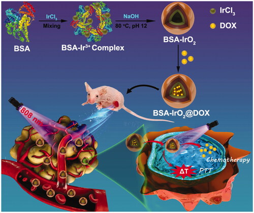 Figure 1. Schematic illustration of the preparation of BSA-IrO2@DOX and served as a versatile nanoplatform for mild hyperthermia-induced DOX release and synergistic chemo-photothermal therapy.