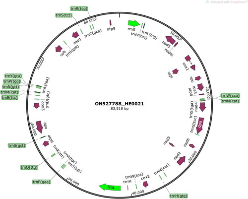 Figure 2. Schematic circular map of the assembled mitochondrial genome of H. erinaceus HE0021.