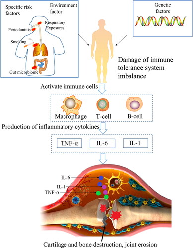 Figure 1. The mechanism diagram of inflammatory factors.