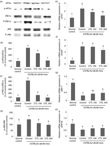 Fig. 3 Effect of dietary supplementation with Cudrania tricuspidata water extract on endoplasmic reticulum stress in the livers of C57BL/6J-db/db mice. (a) Representative Western blots for total protein and phosphorylate expression of eIF2α, JNK, and IRE-1α in the livers of the C57BL/6J-db/db mice. Densitometric analysis of phosphorylate expression of (b) eIF2α, (c) JNK, and (d) IRE-1α. mRNA expression of (e) ATF4, (f) CHOP, (g) XBP-1, and (h) GRP78 in the livers of the C57BL/6J-db/db mice. Data are expressed as mean±standard deviation (n=4). Different letters show a significant difference at p<0.05 as determined by Duncan's multiple range test.