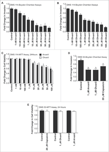 Figure 4. (see previous page) Arvanil and olvanil decrease the invasion of DMS 114 human SCLC cells (A) Boyden chamber assays indicate that arvanil inhibited the invasion of DMS 114 human SCLC cells in a concentration-dependent manner over 24 hours. Arvanil displayed significant anti-invasive activity at 10 nM-100 μM (P < 0 .05) (B) Olvanil suppressed the invasion of DMS 114 human SCLC cells in a concentration-dependent manner. Olvanil decreased the invasion of DMS 114 cells between 10 nM-100 μM. The absorbance of control cells was assumed to be 1, and arvanil-, olvanil-, capsaicin-induced decreases in invasion were calculated as fold change from control. (C) MTT assays reveal that arvanil and olvanil decreased the viability of DMS 114 cells at concentrations ranging from 10 μM-100 μM. Values indicated by * are statistically significant relative to controls. Based on the combined results of the Boyden chamber assay and MTT assay, the concentrations of 1 μM arvanil, 1 μM olvanil and 20 μM capsaicin were chosen for subsequent experiments. The absorbance of control cells was assumed to be 1, and arvanil-, olvanil-, capsaicin-induced decreases in cell viability were calculated as fold change from control. (D) The Boyden chamber assays were repeated in a second human SCLC cell line DMS 53 and similar results were obtained. (E) MTT experiments indicate that 1 μM arvanil, 1 μM olvanil and 20 μM capsaicin do not cause any change in the viability of DMS 53 cells over 24 hours. The absorbance of control cells was assumed to be 1, and arvanil-, olvanil-, capsaicin-induced decreases in invasion were calculated as fold change from control. Values indicated by same letter are not statistically significant. The figure represents the average of two independent experiments, and the data have been represented as mean ± SEM.