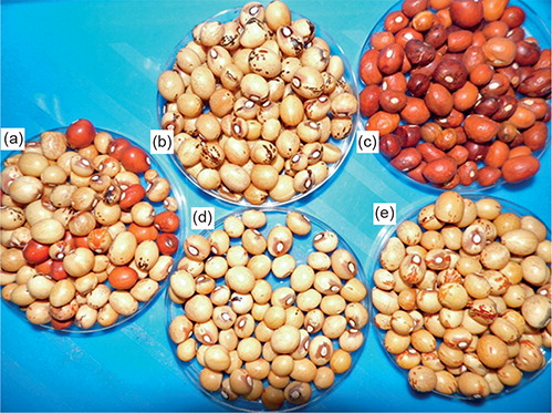 Figure 1 Seeds of a bambara groundnut landrace. (a) Seedlot of bambara groundnut before colour selection, (b) black-speckled colour selection, (c) plain red colour selection, (d) plain cream colour selection and (e) brown-speckled colour selection