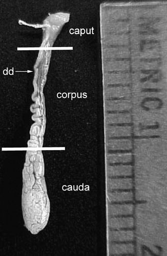 Figure 5 Fully developed epididymis of adult male Corynorhinus mexicanus. The caput, corpus and cauda regions are shown. Isolation of caput from the corpus was done by dissecting at the level at which the walls of the epididymis became clearly parallel (upper line). The cauda epididymis was isolated by dissecting at the site in which the deferens became clearly separated from the epididymis (lower line). Metric units indicate millimeters.