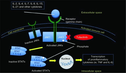 Figure 2 The JAK–STAT intracellular signaling pathway.Notes: JAK is involved in the intracellular signal transduction pathways via STATs. JAK3 binds to the gamma chain, which is a common receptor subunit for IL-2, IL-4, IL-7, IL-9, IL-15, and IL-21. The JAK inhibitor, tofacitinib, mainly inhibiting JAK3 and JAK1, blocks the synthesis of proinflammatory cytokines (IFN-gamma, IL-6 and, to a lesser extent, IL-12 and IL-23).Abbreviations: IL, interleukin; JAK, Janus kinase; STAT, signal transducers and activators of transcription; TNF, tumor necrosis factor; IFN, interferon.