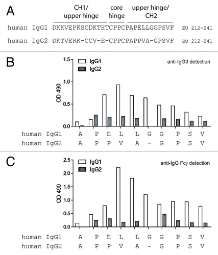 Figure 2 Human anti-hinge autoantibodies were detected against peptide analogs of the human IgG1 hinge region but not human IgG2. (A) The sequence of human IgG1 (top) and human IgG2 (bottom) ranging from amino acids 212–241 (EU numbering). (B) ELISA binding of IgG3 autoantibodies from serum pooled from 20 healthy donors to peptide analogs of the human IgG1 and IgG2 hinge/CH2 regions. Letters on the X-axis represent the free C-termini of 14-mer peptides. (C) ELISA binding of IgG autoantibodies from serum pooled from 20 healthy donors to peptide analogs of the human IgG1 and IgG2 hinge/CH2 regions.