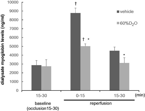 Figure 5. Changes in dialysate myoglobin levels with time during the 30 min reperfusion in the vehicle and 60%D2O groups (n = 8 each). Exposure to 60%D2O suppressed the release of dialysate myoglobin induced by reperfusion. Values are shown as mean ± standard error. *p < .05 vs. vehicle. †p < .05 vs. baseline (15–30 min of occlusion).