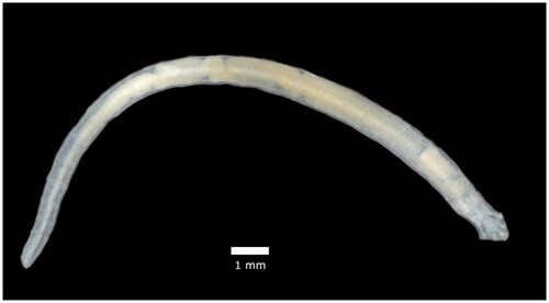 Figure 1. Reference image of an adult female Raillietiella orientalis. This image is original work provided by the authors.