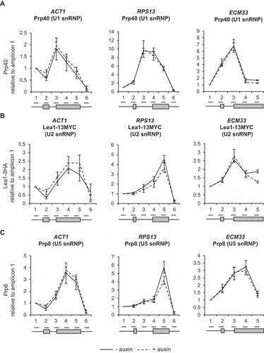 Figure 4. Depletion of Ctk1 does not affect co-transcriptional spliceosome assembly or pre-mRNA splicing