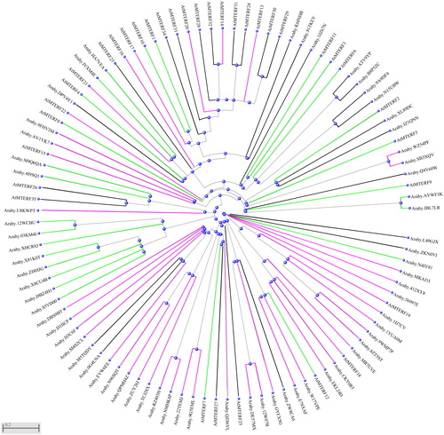 Figure 1. Phylogenetic tree of mTERFs in allotetraploid peanut and Arabidopsis. The phylogenetic tree was generated by NCBI program (https://www.ncbi.nlm.nih.gov/tools/cobalt/re_cobalt.cgi). Violet lines represent the mitochondria localization or mitochondrial-associated cluster. Green lines represent the chloroplast localization or chloroplast-associated cluster. Black lines represent other localizations or associated clusters.