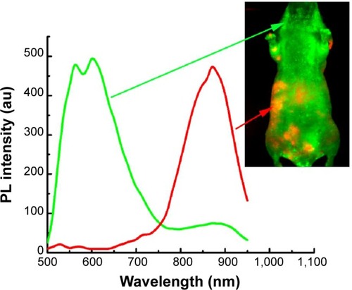 Figure 2 In vivo imaging of pancreatic tumor-bearing mouse injected with MSA-functionalized NIR QDs.Notes: The background autofluorescence (from the tissues, skins, and food) is pseudocolored as green, and the QDs signal is pseudocolored as red.Abbreviations: MSA, mercaptosuccinic acid; NIR, near-infrared; QDs, quantum dots; PL, photoluminescence.