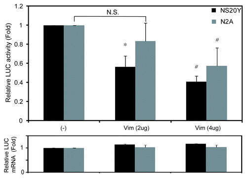 Figure 7. Mouse MOR expression levels in vimentin-transfected NS20Y and Neuro2A cells. Graphic representation of relative luciferase expression determined by luciferase assay (Promega) of the constructs shown in Figure 1 [uAUG (+)] with 2–4 μg of RBP expression constructs. Relative LUC activity and mRNA levels were determined as the ratio of LUC/β-gal and LUC/LacZ as described in Materials and Methods. *P and #P < 0.05 compared with non-treated control.