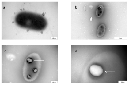 Figure 4 TEM image of Salmonella Enteritidis and platinum (Pt) nanoparticles: a) control; b, c, and d) the same cell of Salmonella Enteritidis with Pt nanoparticles. Arrows point to nano-Pt (b); and the spots observed with increasing magnification (b, c, and d). Black spots are seen evaporating under the microscope electron beam and are finally seen as white spots.