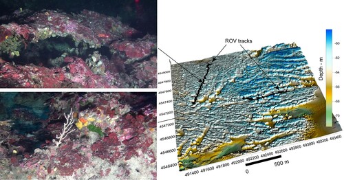 Figure 5. 3D view of the DTM of the seafloor of a sector of northern continental shelf (location in Figure 1), reporting two tracks where video-images data were collected by using the ROV. Two snapshots were extracted from the videos, which depict the living coralligenous banks. The coordinates are expressed in meters (UTM-WGS 84-32N zone).