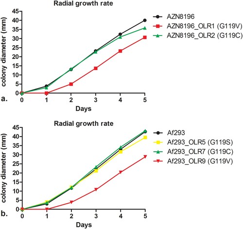 Figure 3. Radial growth rate of isolate AZN8196 and Af293 and olorofim-resistant progeny. Colony diameters are displayed for (a) isolate AZN8196 and 2 olorofim-resistant progeny isolates AZN8196_OLR1 (G119V) and AZN8196_OLR2 (G119C) with and (b) Af293, Af293_OLR5 (G119S), Af293_OLR7 (G119C) Af293 OLR9 (G119V).