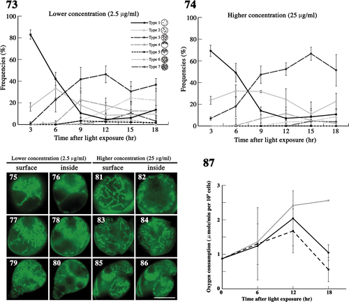 Figs 73–87. The effects of demecolcine on mitochondria during meiosis. Figs 73, 74. The frequency of each type of mitochondria was determined by fluorescence microscopy. Zygotes treated with demecolcine at concentrations of 2.5 µg/ml (Fig. 73) and 25 µg/ml (Fig. 74) after light exposure. Standard deviations were calculated from three independent experiments. 96, 174, 210, 244, 194, 100 cells were counted at 3, 6, 9, 12, 15, 18 h, respectively (Fig. 73). 69, 168, 326, 212, 198, 139 cells were counted at 3, 6, 9, 12, 15, 18 h, respectively (Fig. 74). Figs 75–86. Fluorescence micrographs of zygotes treated with demecolcine. Cells were stained with DiOC6. Figs 75, 77, 79, 81, 83, 85. Images focused on the surface layer of a single zygote. Figs 76, 78, 80, 82, 84, 86. Images focused on the inside of a single zygote. The concentration of demecolcine was 2.5 µg/ml (Figs 75–80) or 25 µg/ml (Figs 81–86). Micrographs were taken approximately 9 h (Figs 75, 76, 79, 80), 12 h (Figs 77, 78, 81, 82), 15 h (Figs 85, 86), and 18 h (Figs 83, 84) after light exposure. Scale bars: 5 µm. Fig. 87. The effect of demecolcine on the oxygen consumption of mature zygotes after light exposure. Black solid line, 25 µg/ml demecolcine; black dashed line, 2.5 µg/ml demecolcine; grey solid line, no treatment (Fig. 72). Standard deviations were calculated from five independent experiments.