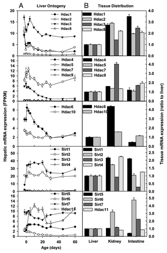 Figure 3. Hepatic ontogeny (A) and tissue distribution (B) of mRNAs of genes involved in histone deacetylation in male C57BL/6 mice. (A) Liver from C57BL/6 mice of ages from Day 2 to Day 60. n = 3, mean ± SE. Y-axis represents mRNAs expressed as fragments per kilobase of exon per million reads mapped (FPKM). (B) Liver, kidney, and small intestine from C57BL/6 mice of 60 d old. n = 2, mean ± SE. Y-axis represents relative mRNA expression with values of liver set as 1.0.