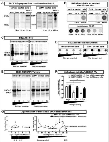 Figure 3 (See previous page). Characterization of particle fractions (PFs) prepared from conditioned medium of transfected H4 cells. (A) to (F) Western blot and dot blot analysis of SNCA associated with PFs prepared from conditioned medium of H4 cells expressing high-aggregating SNCA-T and SNCAIP or low-aggregating SNCA. (A) Representative protein gel blots of total SNCA+ PFs prepared from 12 ml conditioned medium of transfected H4 cells -/+BafA1 show an increased presence of extracellular SNCA (14 kDa) or SNCA-T (27 kDa) after BafA1 treatment. (B) 12 ml supernatant after PF separation contain only low levels of soluble SNCA. (C) Representative western blots of SNCA PFs -/+BafA1 after filter retardation to exclude particles of different size by using distinct pore size filters reveal enlarged particles (>1 .2 μm) in the presence of BafA1. (D) Representative dot blots of SNCA in the conditioned medium of H4 cells expressing low-aggregating SNCA -/+BafA1. (E) Representative protein gel blots of SNCA-T and SNCAIP PFs after exclusion of particles of different size by using distinct pore size filters. (F) Quantification of SNCA associated with PFs after using filters of defined pore size normalized to SNCA levels in unfiltered PFs displaying a shift toward smaller particles by BafA1. (G) BafA1 effect on oligomerization analysis of SNCA associated with PFs prepared from H4 cells expressing SNCA, as well as SNCA-T and SNCAIP measured by sucrose gradient centrifugation. All values are mean + s.e.m. Differences are significant at (*) P < 0.05.