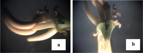 Figure 9. (a) and (b) Aphides feeding on Senna alata.
