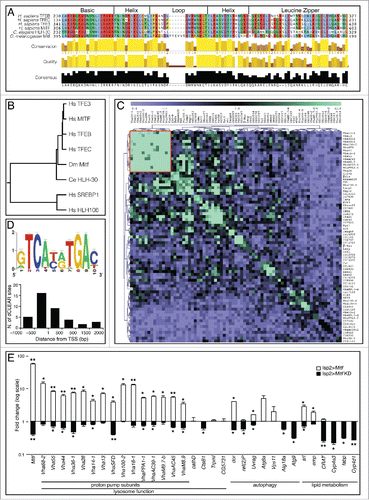 Figure 1. Drosophila Mitf shows sequence similarity to other MiTF-TFE family members and regulates the expression of V-ATPase and other target genes. (A) Amino acid sequence alignment of bHLH-Zip functional domains of human TFEB, TFEC, TFE3, MITF, C. elegans HLH-30, and D. melanogaster Mitf. Amino acids are color-coded based on side chain properties. (B) Phylogenetic tree depicting the distance between human members of MiTF-TFE family, C. elegans HLH-30 and D. melanogaster Mitf; 2 other human bHLH transcription factors are also shown as controls. (C) Heat map of the scores associated with the coexpression analysis of Drosophila lysosomal genes. A cluster of genes encoding V-ATPase subunits with strongly associated expressions is indicated (red box). (D) Logo representation of the dCLEAR element. The height of nucleotide symbols at each position is proportional to the conservation of nucleotides at that position. Graph shows the distribution of dCLEAR sites at the promoters of analyzed genes. (E) qRT-PCR analysis of gene expression of TFEB-network homologs in fat body samples isolated from larvae in which Mitf was overexpressed or silenced (Mitf KD) using the fat body driver (lsp2-GAL4). White bars show the fold change of the mRNA levels of target genes in Mitf-overexpressing versus control larvae. Black bars show the fold change of mRNA levels in Mitf-silenced larvae vs. control larvae. Gene expression was normalized relative to Act5C gene. Data are mean of replicates (n=3) ± SEM. *, P < 0.05; **, P < 0.005 by the Student t test.