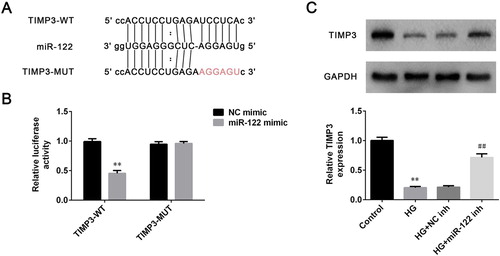 Figure 3. TIMP3 was a direct target of miR-122 (A) The miR-122 wild-type and mutant binding sites in the 3′-UTR of TIMP3 were shown (B) Luciferase assay was conducted to verify the relationship between miR-122 and TIMP3 (C) The level of TIMP3 in ARPE-19 cells treated with high glucose and transfected with miR-122 inhibitor was determined by western blot. **: p < 0.01. ##: p < 0.01.