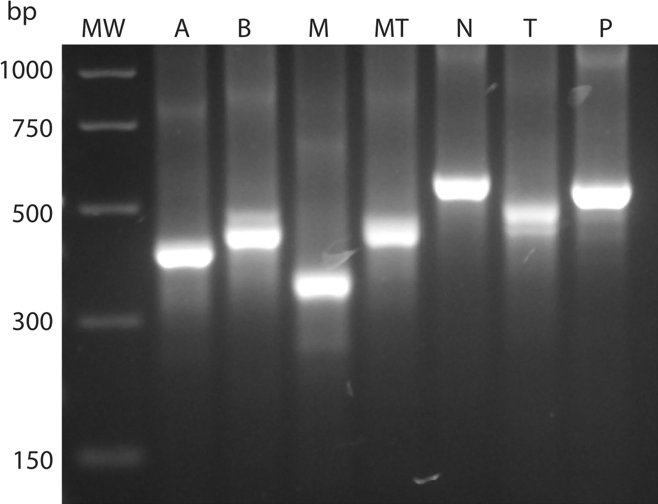 Figure 1.  Agarose gel electrophoresis of PCR products of the ITS-2 gene from different Eimeria species: A, E. acervulina; B, E. brunetti; M, E. maxima; MT, E. mitis; N, E. necatrix; T E. tenella; and P, E. praecox. MW, molecular weight marker (PCR marker; Sigma).