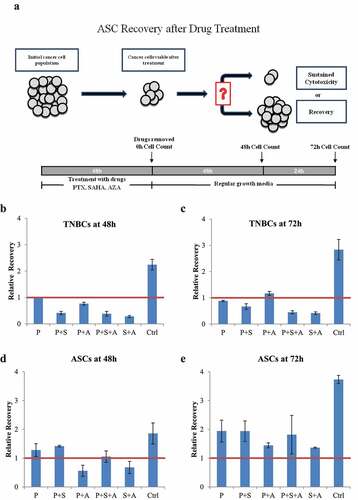 Figure 4. TNBC (MDA-MB-231) and ASC recovery after chemotherapy with and without epigenetic drug treatment (a). Schematic representation of experimental design of the drug recovery assay. (b, c). Recovery of TNBCs after 48 h (b) and after 72 h (c) after the drug removal, relative to post-treatment cell count. The PTX/SAHA/AZA treatment negatively affected recovery of TNBC cells even after drug removal and was significantly different from the control or PTX treatments alone at 48 h (P = .022 and p = .03, respectively). In a contrast, the post-treatment recovery of ASCs was not different between control or PTX treatment versus the PTX/SAHA/AZA treatment at 48 h D. (P = .15 and p = .39, receptively). ASCs show similar pattern, with no difference between control or PTX treatments versus PTX+SAHA+AZA at 72 h E. (P = .14 and p = .84, respectively). One-Way ANOVA and independent T test. (N = 3).