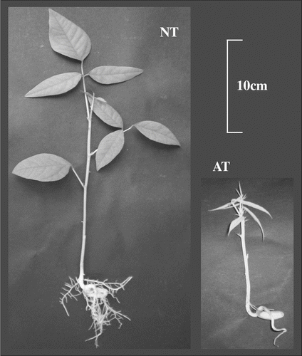 Figure 1 Erythrina crista-galli plants (7 weeks old).