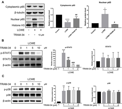 Figure 4 KCa3.1 blockade by TRAM-34 inhibits the activation of NF-κB and STAT3 caused by LCWE stimulation in RAW264.7 cells. RAW264.7 cells were stimulated with LCWE (1 μg/mL) for 12 h after 30 min pretreatment of TRAM-34 (0, 1, 5, 10 μM). (A) The nuclear or cytoplasmic protein levels of NF-κB p65 were detected by Western blot. (B) The expressions of p-STAT3 and STAT3 were examined via Western blot. (C) The protein levels of p-p38 and p38 were assayed by Western blot. All results are expressed as the mean ± SD. *p < 0.01, **p < 0.01, ***p < 0.001, ****p < 0.0001 versus untreated group; #p < 0.05, ##p < 0.01, ###p < 0.001 versus LCWE group.