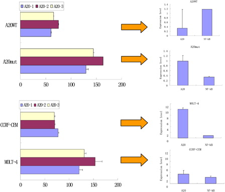 Figure 4. Comparison of the A20 copy number and A20 and NF-κB expression level in leukemia T cells with different polymorphisms in the A20 gene by real-time PCR. A20 WT: a T-ALL case without a Phe127Cys A20 mutation; A20 mut: a case with a Phe127Cys mutation in A20; A20-1: real-time PCR using the A20-4011/4319 primer pair; A20-2: real-time PCR using the A20-7170/7477 primer pair; A20-3: real-time PCR using the A20-11728/12024 primer pair.