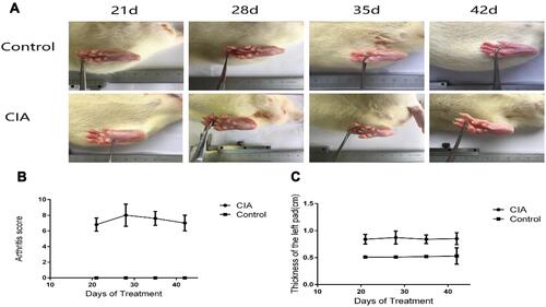 Figure 1 Changes in rat ankle joints. (A) Clinical manifestation of rats with CIA. (B) Left pad thickness of the CIA group was significantly greater than that of the control group (z = −2.627, −2.619, −2.627, −2.619, P < 0.05). (C) Arthritis scores in the model group were significantly higher than those in the control group (z = −2.805, −2.805, −2.805, P < 0. 05) (Mann–Whitney U-test).