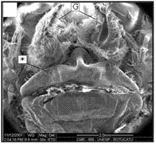 Figure 5. SEM of the thelycum of a female (28.5 mm CL). Transversal ridge (arrow); gonopore (G); hood (*). Scale bar = 2.0 mm.