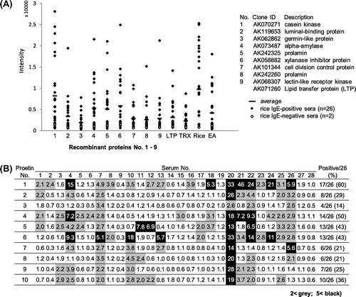 Fig. 4. Semi-quantitative analysis of IgE-binding to recombinant rice proteins as estimated by immuno-dot blotting. (A) Signal intensity of IgE-binding to each protein dot for the 28 serum specimens was semi-quantified using Image-J and plotted on the nine recombinant rice proteins and the control proteins, LTP, TRX, rice seed proteins, and egg albumin (EA). The mean value of the 26 positive sera is also shown as a horizontal bar. (B) TRX-rice protein fusion/TRX ratio in the IgE-binding intensity is compiled as a matrix of the nine rice recombinant proteins and the 28 serum specimens including 2 negative controls. The relative values above 2.0 and 5.0, which were regarded, respectively, as positive and strong positive in the IgE-binding, were highlighted with gray and black backgrounds, respectively.