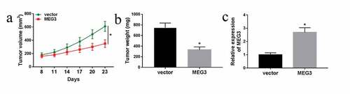 Figure 8. Overexpression of MEG3 suppressed tumor growthin vivo. (a-c) MDA-MB-231 cells stable transfected with MEG3 were injected into nude mice for 8 days. (a) The tumor volume was measured every 3 days for 23 days after the injection. (b) The tumor weight was measused after the mices was sacrificed. (c) MEG3 expression in the transplanted tumors was examined. *P< 0.05