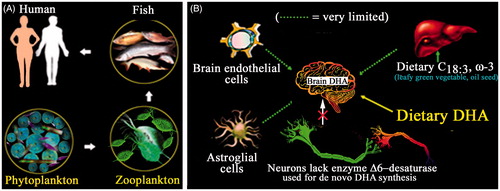 Figure 1. (A) Flow of docosahexaenoic acid from phytoplankton to humans. Humans obtain DHA from marine/riverine fish that live on phytoplankton and zooplankton. (B) Brain endothelial cells and astroglial cells have only limited capacity to biosynthesize DHA. Dietary ω-3 alpha-linolenic acid (α-NLA, C18:3, ω-3) that comes from green, leafy vegetables and plant seed oil can be used as a precursor; however, the pathway, is very slow and limited. Neurons lack delta desaturase that is required for the de novo synthesis of DHA. Thus, preformed DHA is the ultimate source of brain DHA.