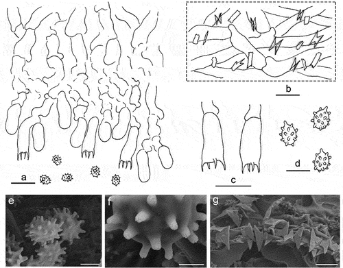 Figure 36. Microscopic structures of Trechispora subaraneosa (holotype). (a) Vertical section of basidiomes. (b) Hyphae in subiculum. (c) Basidia. (d–f) Basidiaspores. (g) Crystals. Scale bars: a – c = 10 µm; d, g = 5 µm; e = 2 µm; f = 1 µm.