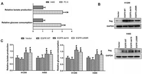 Figure 3 Association between EGFR mutation and aerobic glycolysis. (A) Glucose consumption and lactate production in EGFR mutant PC-9 cells and EGFR wild-type H460 cells. (B) Exogenous expression of EGFR determined by Western blot in H1299 cells and H460 cells transiently transfected with vector or FLAG-tagged plasmids containing either wild-type EGFR or mutant EGFR (del19 or L858R). (C) Glucose consumption and lactate production in H1299 and H460 cells transiently transfected with vector or FLAG-tagged plasmids containing either wild-type EGFR or mutant EGFR (del19 or L858R). *P<0.05, vs vector group; #P<0.05, vs wild-type group.
