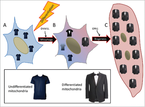 Figure 10. Schematic of mitochondrial remodeling during differentiation. (A) Myoblasts rely primarily on glycolysis and to a lesser extent glucose oxidation and contain sparsely-populated networks of mitochondria. (B) With a differentiation stimulus, mitochondrial fission protein DNM1L and mitophagy receptor protein SQSTM1 are upregulated, leading to mitochondrial fragmentation and mitophagy. (C) Following clearance of the myoblast mitochondria, new mitochondria are synthesized via PPARGC1A-mediated biogenesis. These new mitochondria which rely primarily on fatty acid oxidation, are more tightly-coupled and better equipped to perform OXPHOS. Dense mitochondrial networks are established via OPA1-mediated fusion.