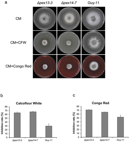 Figure 11. Deletion of MoPEX13 or MoPEX14 reduced the tolerance of the mutants to cell wall interference agents. (a) The ∆mopex13, ∆mopex14 and wild type strain were cultured on CM supplemented with Congo red (100 µg/ml) or Calcofluor white (50 µM) for 7 days. (b&c) Statistical comparison of the radial growth of the strains. Error bars represent the deviation from three replicates, and double asterisks indicate significant differences in comparison to the wild type at P < 0.01.