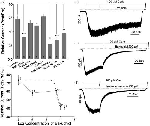 Figure 6. Effects of constituents of PCE on TRPC3 currents in HEK293 cells. (A) HEK293 cells transiently transfected with TRPC3 were stimulated with 100 µM carbachol followed by addition of 200 µg/mL or 150 µg/mL of the indicated chemical constituent. (B) The concentration-dependent inhibition of TRPC3 currents by bakuchiol was studied. (C–E) Representative traces for treatment with vehicle (C), bakuchiol (D) and isobavachalcone (E) are shown. Bars represent the mean values of inhibition ± SEM (**p < 0.01, ***p < 0.001).