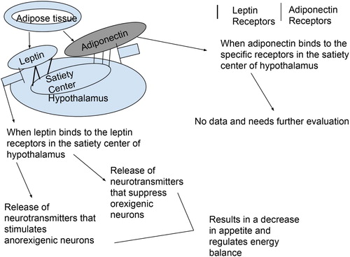 Figure 3. Schematic representation of the role of leptin and adiponectin in appetite control in cats.