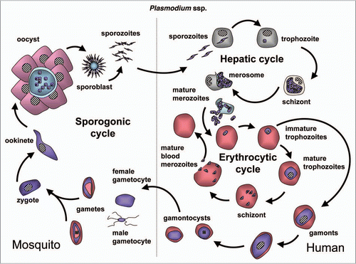 Figure 10 Diagram of the life cycle of Plasmodium spp.